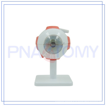 PNT-0661 Venta caliente ampliada modelo de ojo humano